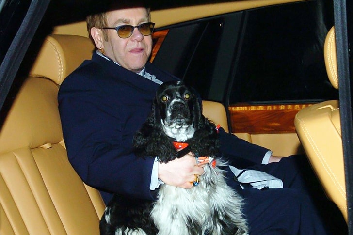 Dog Breeds Chosen By Senior Celebs & The Real Reasons Behind Their